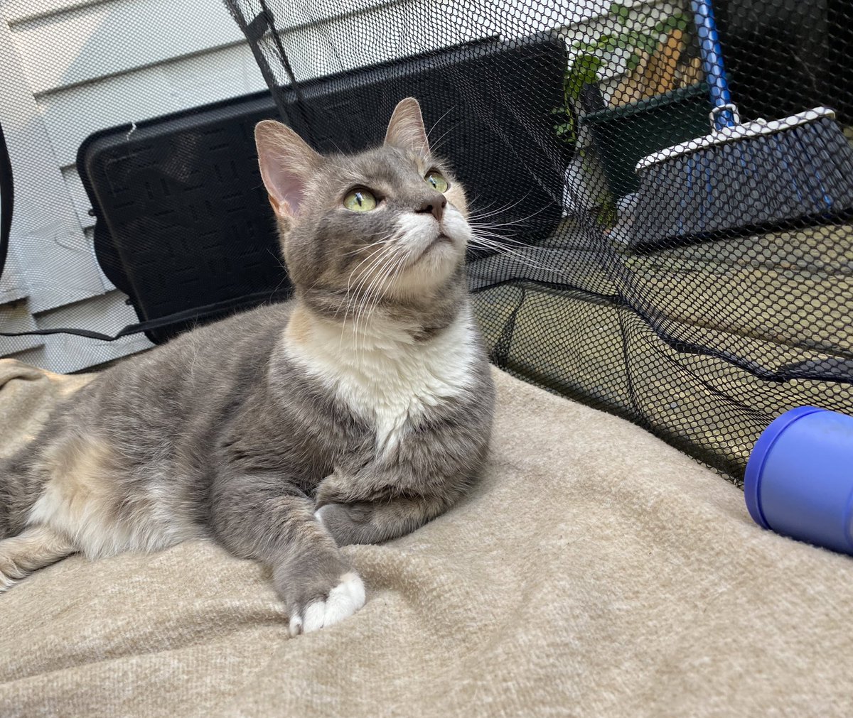 buceau_'s tweet photo. @HonkIfUrHoary @Jess_inthewild Cat tent cat tent cat tennnt https://t.co/IPP3gdgwTQ