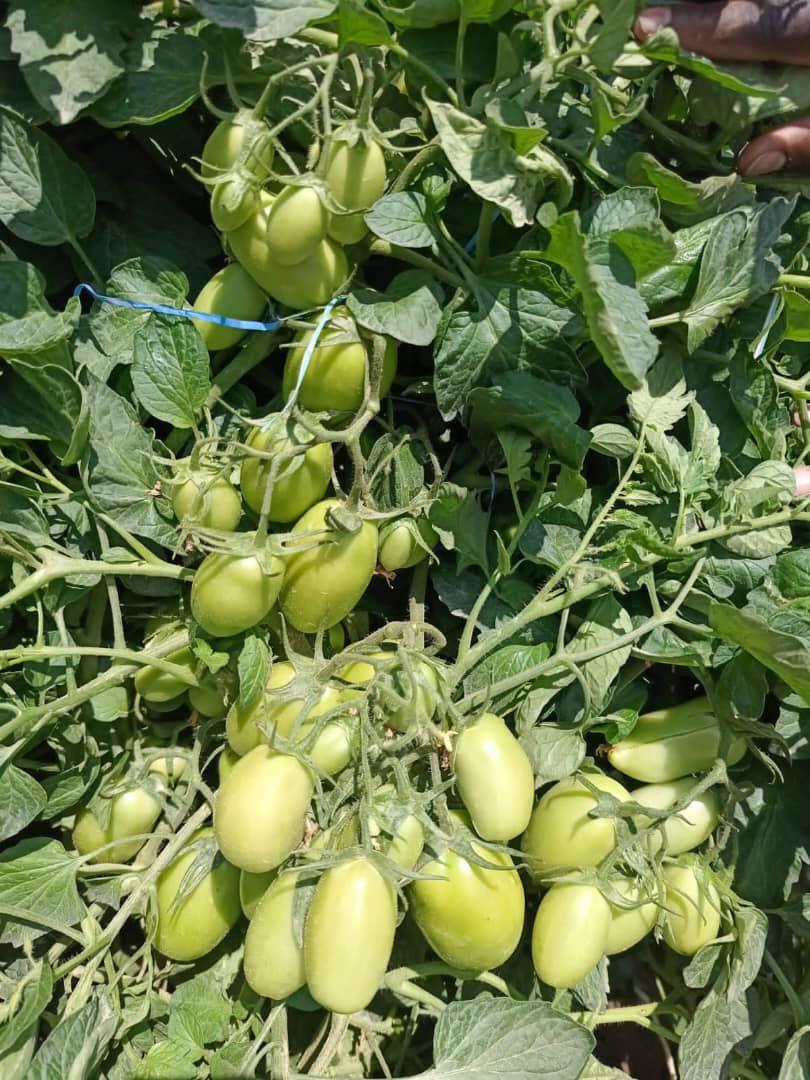 SONY - tomato Amazon.com : 30 Giant 1-2 LB German Johnson Tomato Seeds