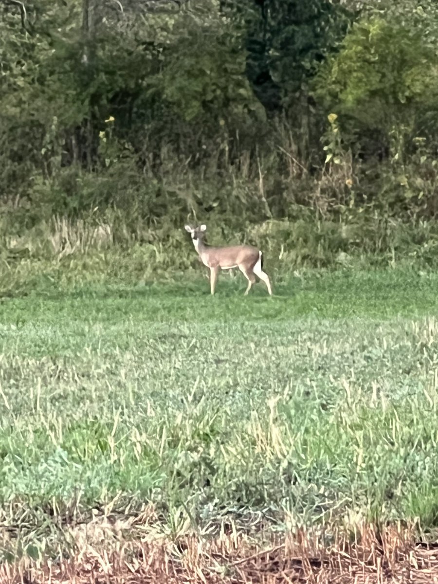 coleman_peanut's tweet image. Morning wildlife