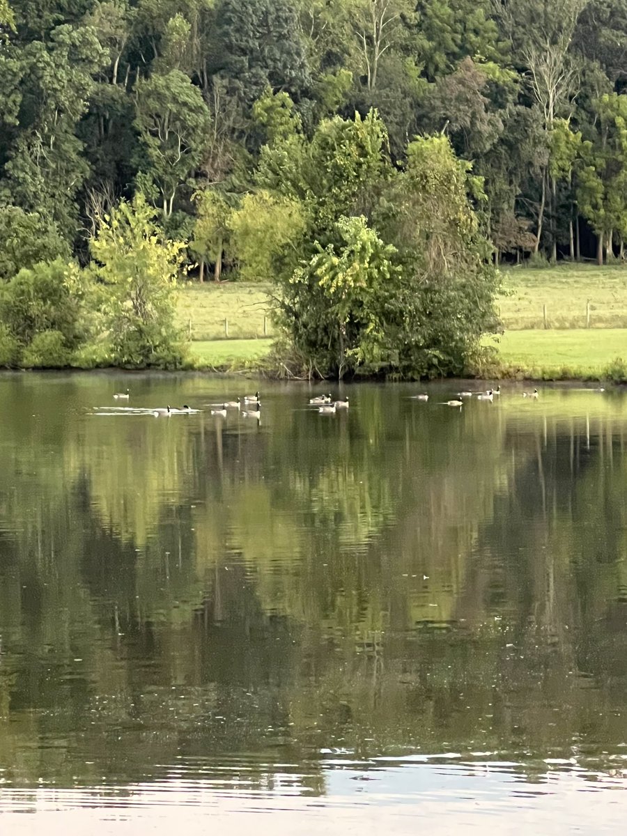 coleman_peanut's tweet image. Morning wildlife