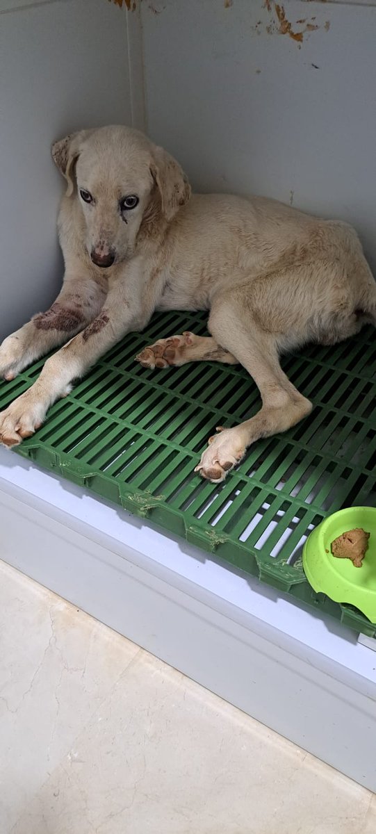 AYER DIERON EL ALTA A #ROXANNE

¡!MUY URGENTE ACOGIDA!!

Después de varios días ingresada ayer salió Roxanne del veterinatio, ya había dejado de vomitar y ha empezado a comer. Podemos decir que ha superado el parvo, pero mirad como está súper decaída, con una anemia increíble y