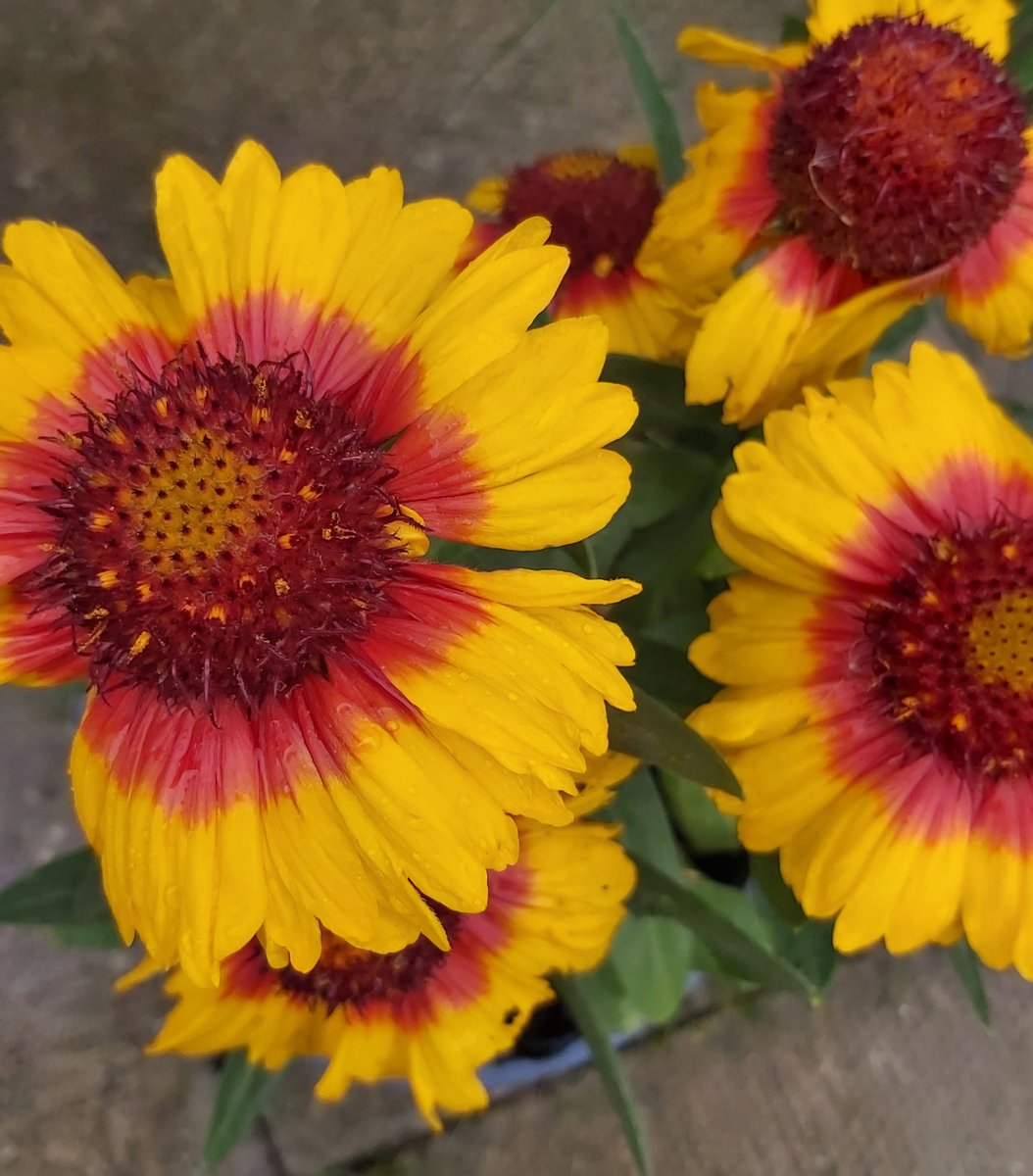 It must be September, summer sun has disappeared. Luckily I have just bought this sunny sweetie.☀️

#septembermotivation #thinkpositive #wednesdayvibes