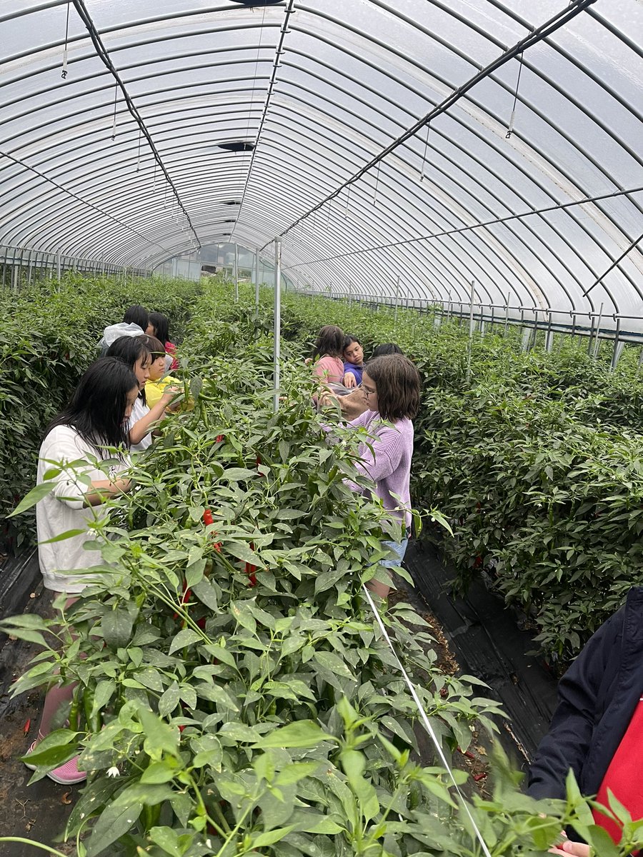 Seoul Foreign British School tweet media