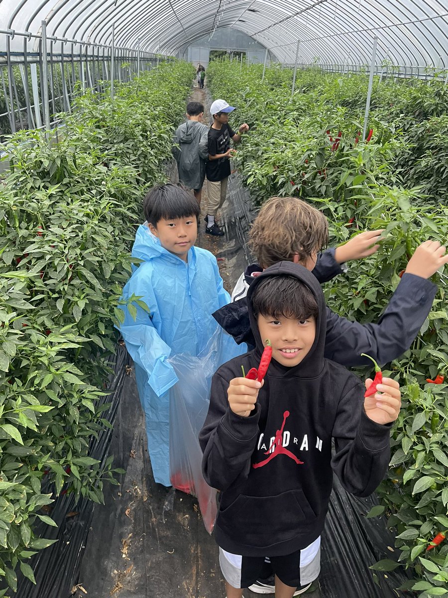 Seoul Foreign British School tweet media