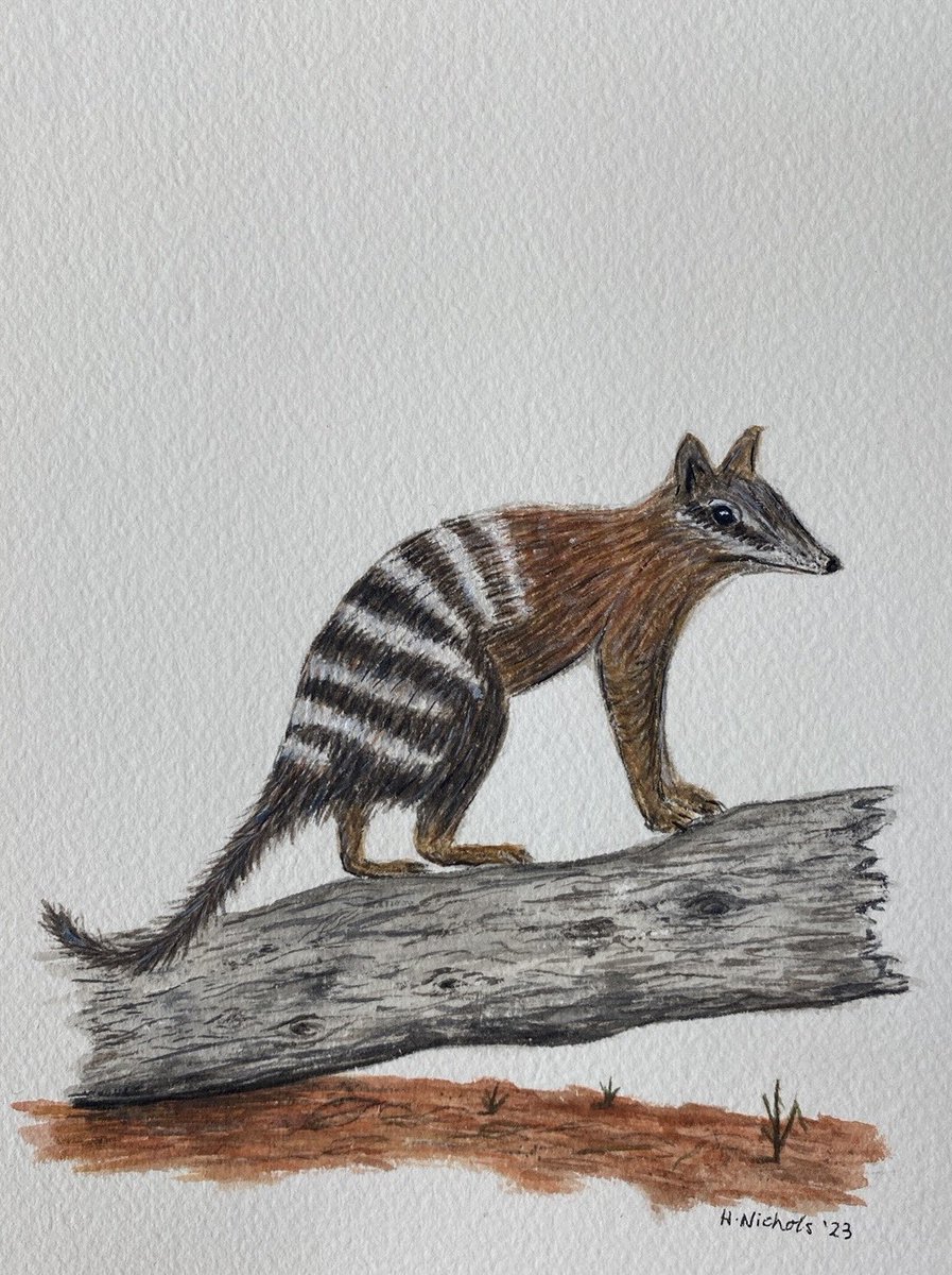 When you see your first #numbat so thought it must be time for your first mammal #painting / #watercolor