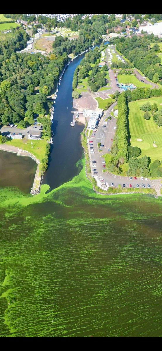 ianc0109's tweet photo. @Reuters This is Lough Neagh in Northern Ireland. Over the passed few months green algae has started appearing. https://t.co/RiIJ2WC1gs