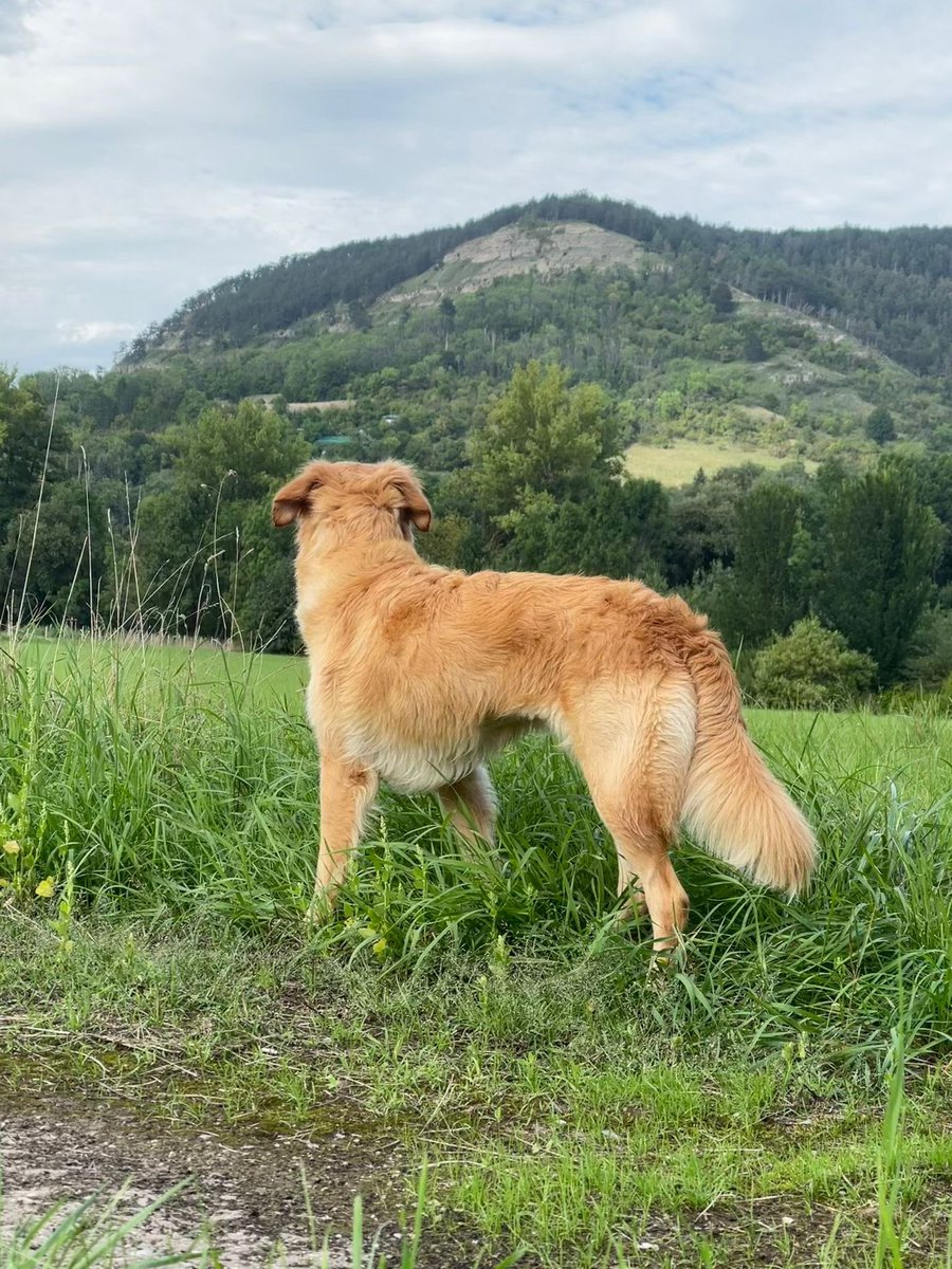 Today I had a nice morning walk with my dog and listened to the new Gods Unchained <a href="/topdeckcast/">Topdeck</a> podcast. 
If you play <a href="/GodsUnchained/">Gods Unchained</a> or want to know the latest news, you should definitely give it a listen!