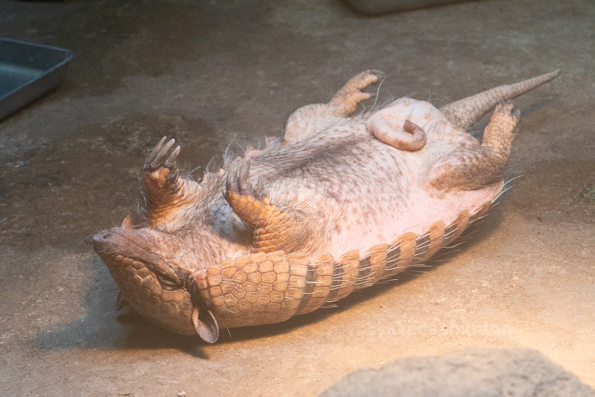 皆様ぜひ、アルマジロのねぞうをご覧ください

📸20230910
#伊豆シャボテン動物公園
#ムツオビアルマジロ