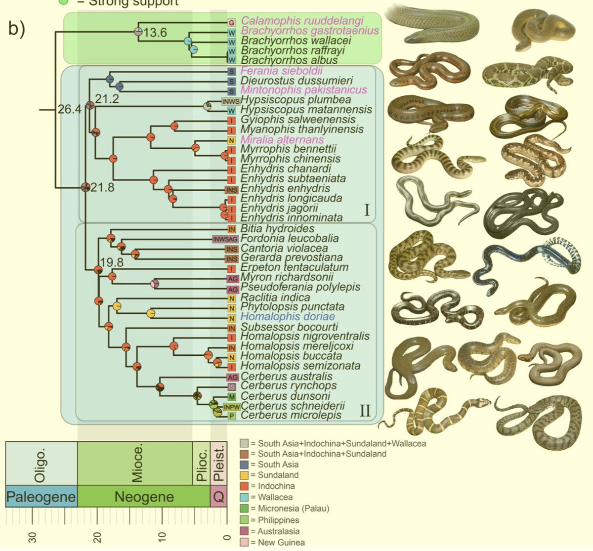 A new article by Bernstein et al. in the Bulletin of the Society of Systematic Biologists explores the biogeography and phylogeny of Homalopsidae mud snakes: ssbbulletin.org/index.php/bssb… @systbiol