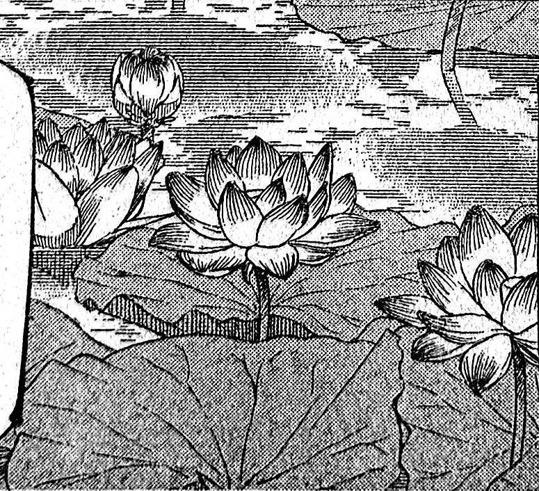 gojomiwacho's tweet photo. Gege poniendo una imagen de lirios de agua en el capítulo cuando literalmente LOS LIRIOS EN EL BUDISMO REPRESENTA LA RESURRECCIÓN, GOJO COMEBACK #JJK236 #JujutsuKaisen https://t.co/o5fL8UHZtt