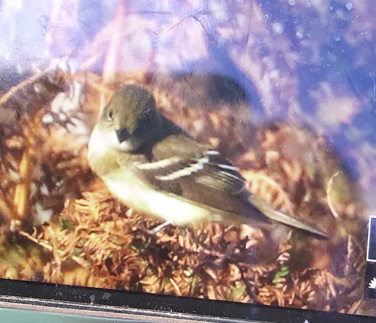 Empidonax flycatcher at the Gap now. Primary projection looks long. Opinions welcome. <a href="/BirdGuides/">BirdGuides</a>