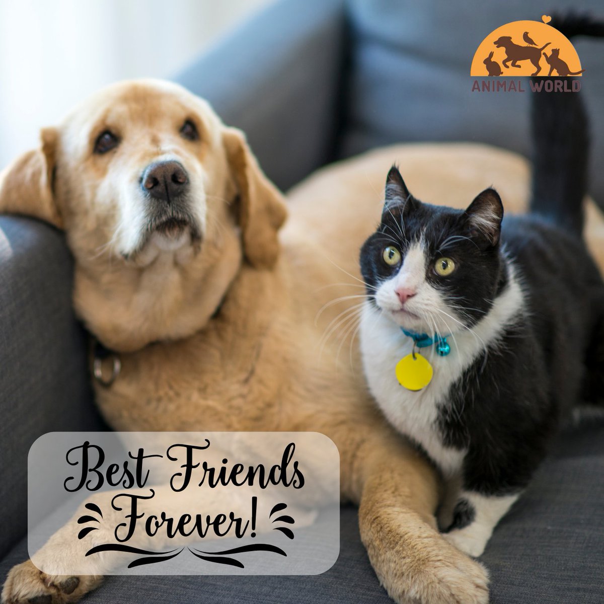 Animalworldx's tweet image. "Who says cats and dogs can't be besties? 🐾❤️ Meet my purr-fect partner in crime, Fido! 🐕🐱 #BestFriends #CatAndDog #PawsomePals #UnlikelyFriendships #FurryFriends #cat #dog #animalworld" 🐾🐶🐱