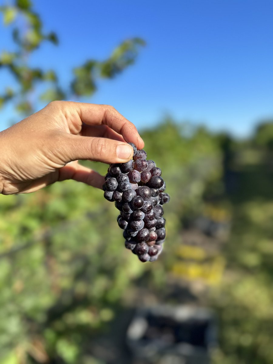 The most beautiful morning to hand pick the most beautiful Pinot Noir, (look at these babies!). Picked from the notorious Tanbark that was once owned and farmed by the Lowrey family. Winemaker <a href="/LydiaLoca/">Lydia Tomek</a> can’t wait to incorporate it into our future Brut 🥂
