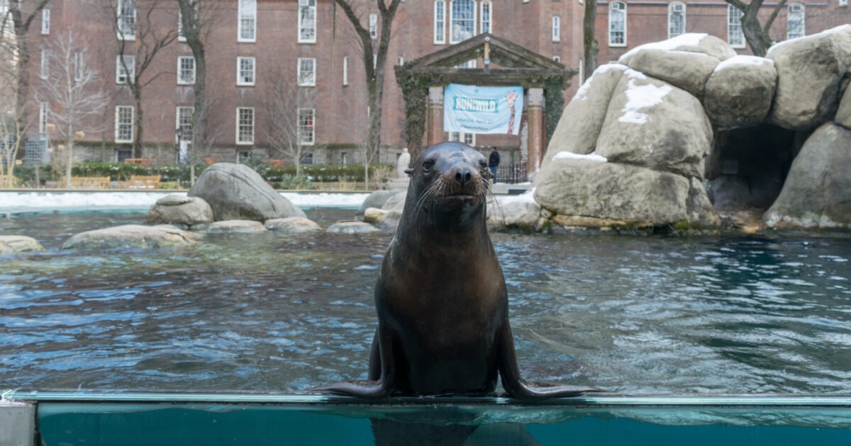 how beautiful with the look, at central park Zoo