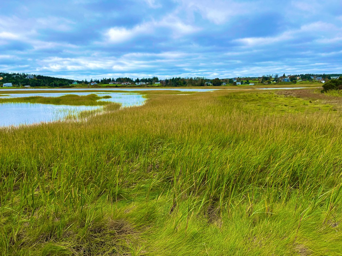 I’m so grateful for these amazing TAs for my #Plant #Ecology course this term! Preparing for our #saltmarsh field trip this week and reviewing plant ids as the tide slowly came in. I hope the students love this #coastal #wetland as much as we do! #NovaScotia #Atlantic <a href="/SMUScience/">SMUScience</a>