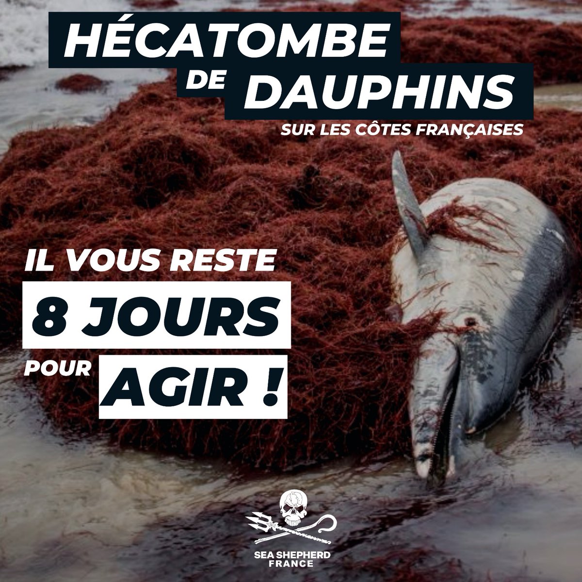 SeaShepherdFran's tweet photo. Hécatombe de dauphins, il vous reste 8 jours pour agir !

En mars dernier, le Conseil d'État ordonnait à l'État français de prendre des mesures claires pour sauver la population de dauphins du Golfe de Gascogne, victime de la pêche non sélective.

Aujourd'hui, par des dérogations éhontées, l'État tente d'ignorer ses obligations réglementaires envers les espèces protégées, au mépris de la justice, de la science et de l’opinion publique.
Il n’est pas trop tard pour exiger que la Justice soit entendue et que les recommandations des scientifiques soient enfin suivies.  Nous avons jusqu’au 28 septembre pour participer à la consultation publique à laquelle est soumis l’arrêté du gouvernement concernant les mises en place de fermetures spatio-temporelles, et pousser l’État à revoir sa copie.

Faites entendre votre voix en envoyant un mail à l’adresse consultations-spmad@developpement-durable.gouv.fr . Retrouvez les informations importantes sur le mail type que nous avons rédigé à titre d’exemple :

Bonjour,

La population de dauphins du Golfe de Gascogne est en proie à une surmortalité intenable pour sa survie et atteint des taux jusqu'à 5 fois supérieurs au seuil au-delà duquel, la population est en danger.  Victimes des engins de pêche dans lesquels ils meurent asphyxiés, ce sont en moyenne 10 000 dauphins qui meurent chaque année dans des conditions terribles, le long des côtes françaises.
En mars 2023, le gouvernement a été sommé par le Conseil d’État, de mettre en place des mesures de protection efficaces, soit la fermeture de zones spatio-temporelles définies par les scientifiques. Malgré la décision claire du Conseil d’État, le gouvernement tente de se soustraire à ses obligations par la voie de dérogations abusives.
En tant que citoyen(ne) grandement préoccupé(e) par la sauvegarde du milieu marin et la préservation des espèces protégées, je demande à l’État d’appliquer les mesures les plus efficaces préconisées par les scientifiques, soit 4 mois de fermeture des pêcheries par an (trois mois l’hiver et un mois l’été) sur les zones définies par les scientifiques dans le scénario N. L' État doit pourvoir à une indemnisation financière des pêcheurs concernés afin que ces fermetures soient écologiquement efficaces, mais aussi socialement justes. Les fonds européens attribués au secteur de la pêche doivent servir à financer les mesures nécessaires à la protection de la biodiversité marine et à diminuer l'impact des pêcheries sur le milieu marin.
Je demande que ces fermetures soient appliquées à tous types de pêcheries, mais également et sans distinction, aux bateaux équipés de dispositifs de dissuasion acoustiques.

Cordialement,

@Ecologie_Gouv @MerGouv