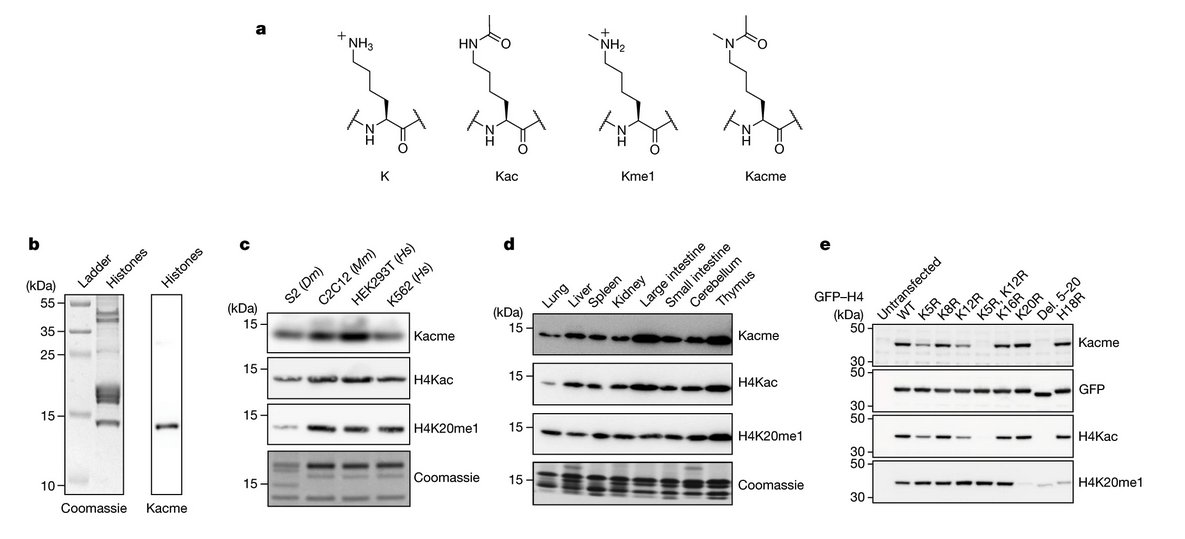 Histone PTM Acetyl-methyllysine Marks transcription starts #ChromatinHaiku nature.com/articles/s4158…