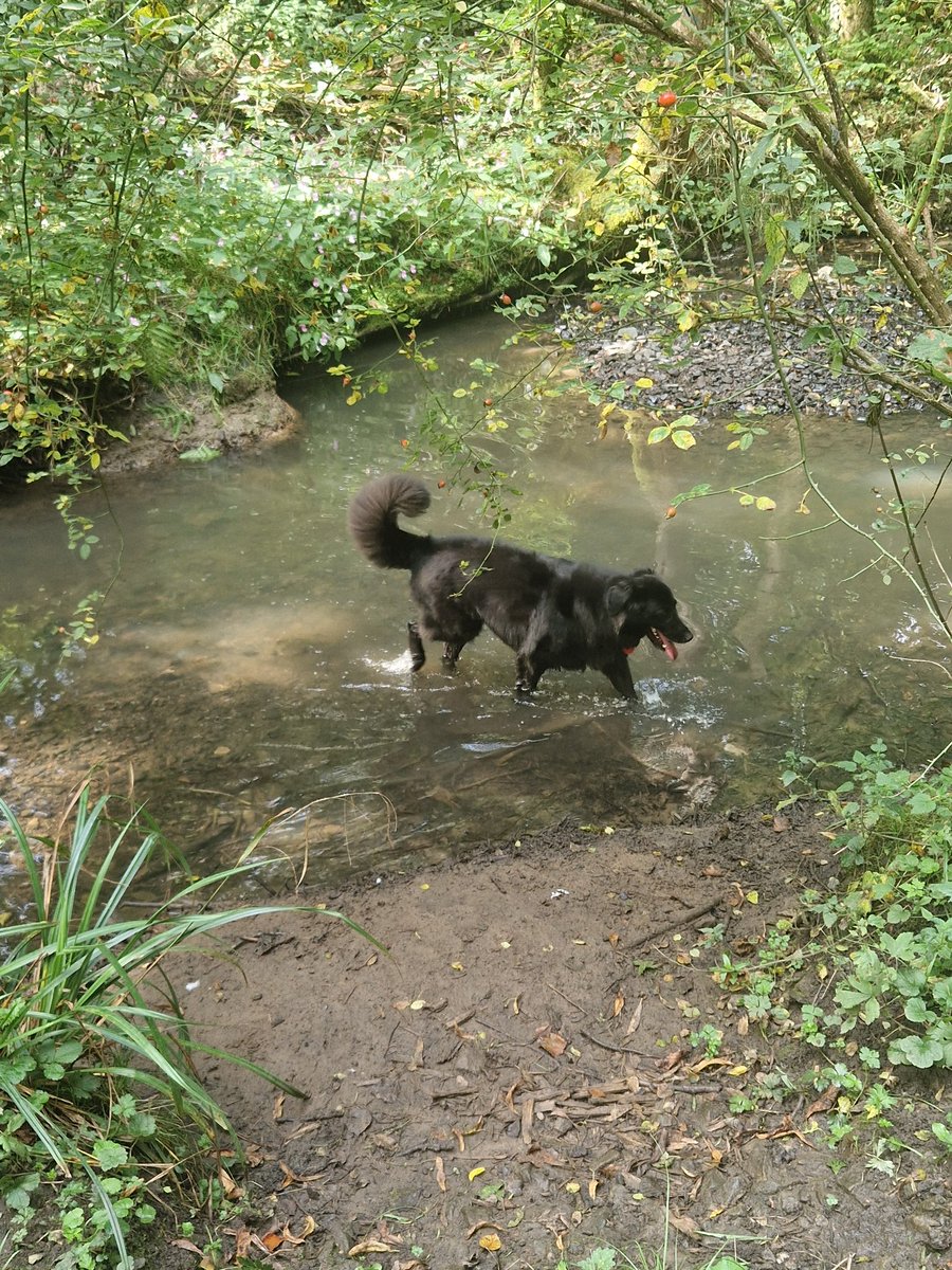 Neo braving water to get his paw step count up to raise awareness of organ donation. This is the deepest he has done 😆 brave boy 🤣 @R4R2023