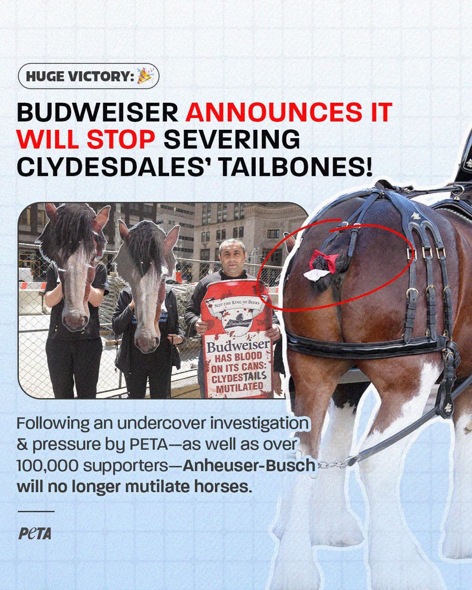 WE DID IT! 🥳🎉🐎
 
This victory comes after dozens of protests, nationwide ad campaigns, &amp; pleas from more than 121,000 concerned consumers, &amp; it sends a message to other companies that animal abuse doesn’t sell 🍻