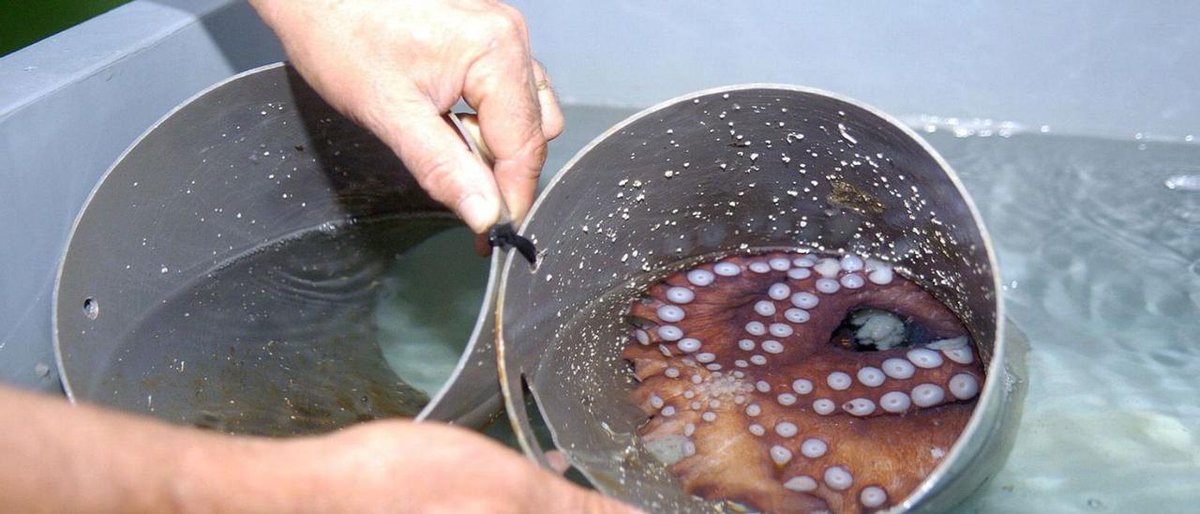 PartidoPACMA's tweet photo. 🔴 @Pescanova_es planea producir 3.000 toneladas de "carne" de pulpo al año.

Esto significa criar y matar 300.000 🐙 al año, individuos sensibles, inteligentes, ávidos de estímulos.

¿Todo vale si hay beneficio económico?
@sanchezcastejon @mapagob @LuisPlanas

#GranjaDePulposNO https://t.co/iF8mFJmXXm
