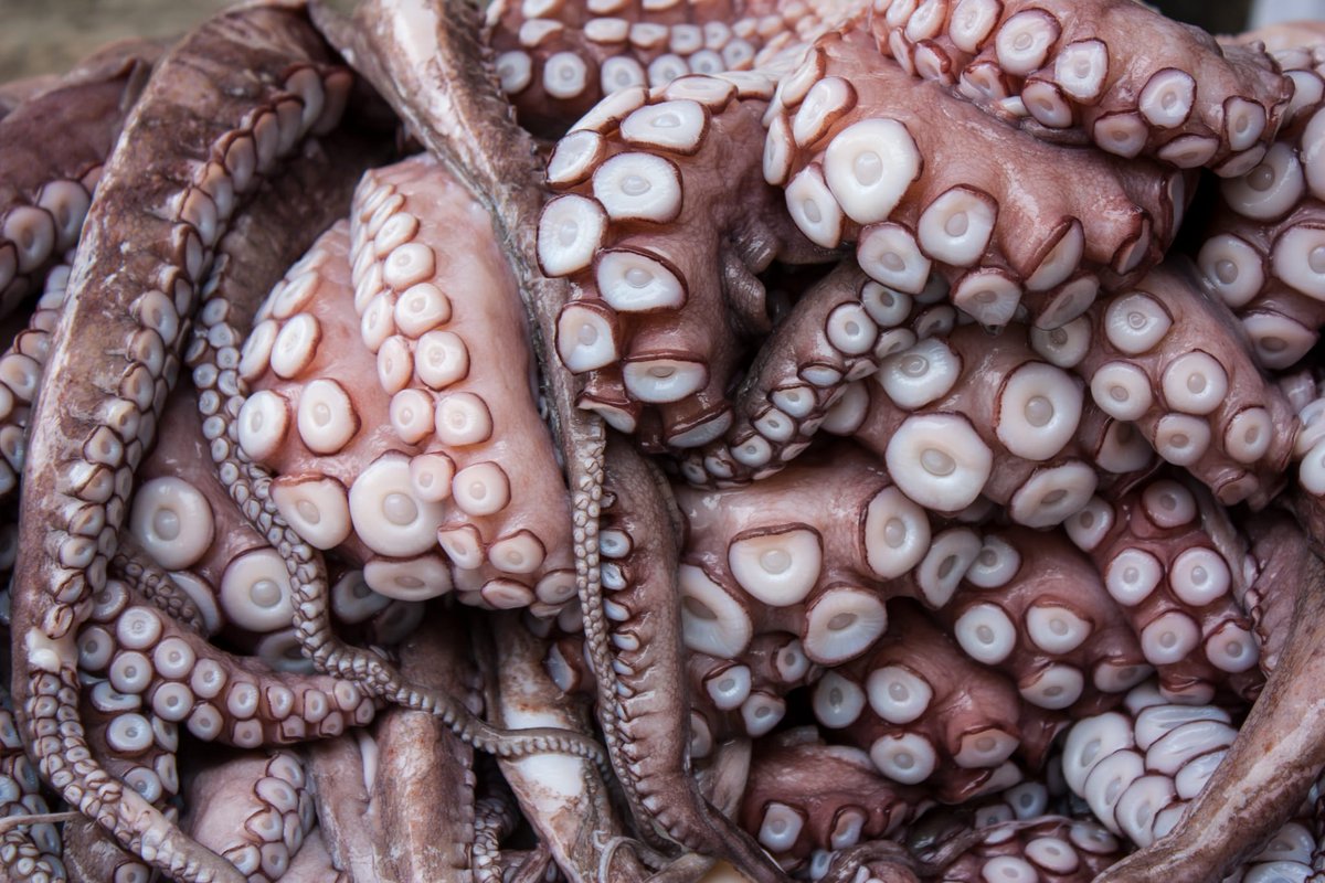 PartidoPACMA's tweet photo. 🔴 @Pescanova_es planea producir 3.000 toneladas de "carne" de pulpo al año.

Esto significa criar y matar 300.000 🐙 al año, individuos sensibles, inteligentes, ávidos de estímulos.

¿Todo vale si hay beneficio económico?
@sanchezcastejon @mapagob @LuisPlanas

#GranjaDePulposNO https://t.co/iF8mFJmXXm