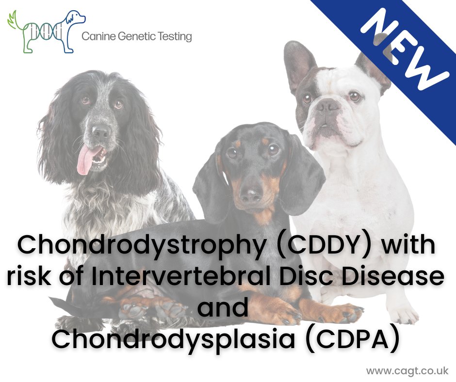 Canine Genetic Testing tweet media