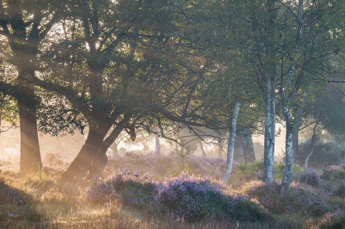 Golden Hour in the New Forest 🌲🌞

#landscapephotography #sunrise #nationalparks #AutumnIsComing