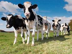 LKLServices's tweet image. We&apos;re looking for a #TractorDriver #Stockperson for a 600 cow #farm in #Leicestershire 🐄🐄Find out more 👉bit.ly/3RtJjP1 #farming #farmjobs #teamdairy