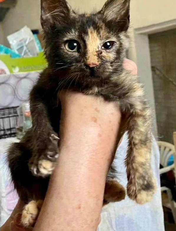 L'Aldea: Projecte Gat tweet media