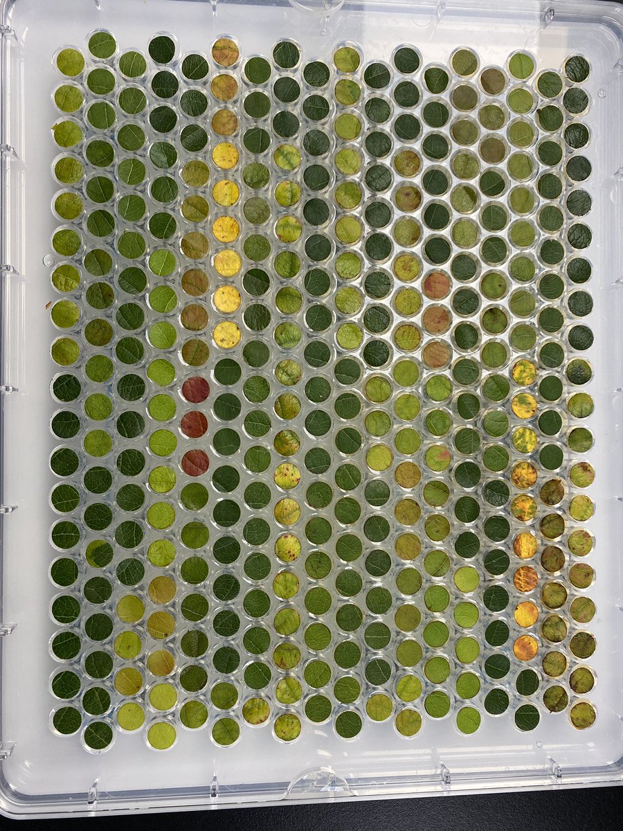 shiversherlock's tweet photo. Increasing numbers of 🍎 trees seem to be declining in NY and I think we can detect it early. Maybe we can hyperspectrally “see” the physiological shift before canopy collapse. Behold the beauty of Apple tree decline. Collab with @kaitlinmgold @jesuisunanana https://t.co/IHj6ws3Rsa