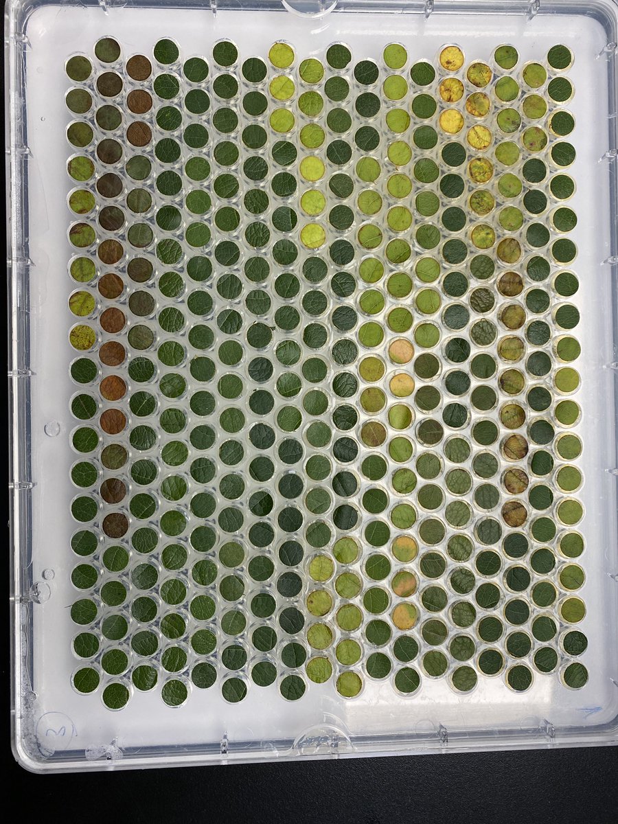 shiversherlock's tweet photo. Increasing numbers of 🍎 trees seem to be declining in NY and I think we can detect it early. Maybe we can hyperspectrally “see” the physiological shift before canopy collapse. Behold the beauty of Apple tree decline. Collab with @kaitlinmgold @jesuisunanana https://t.co/IHj6ws3Rsa