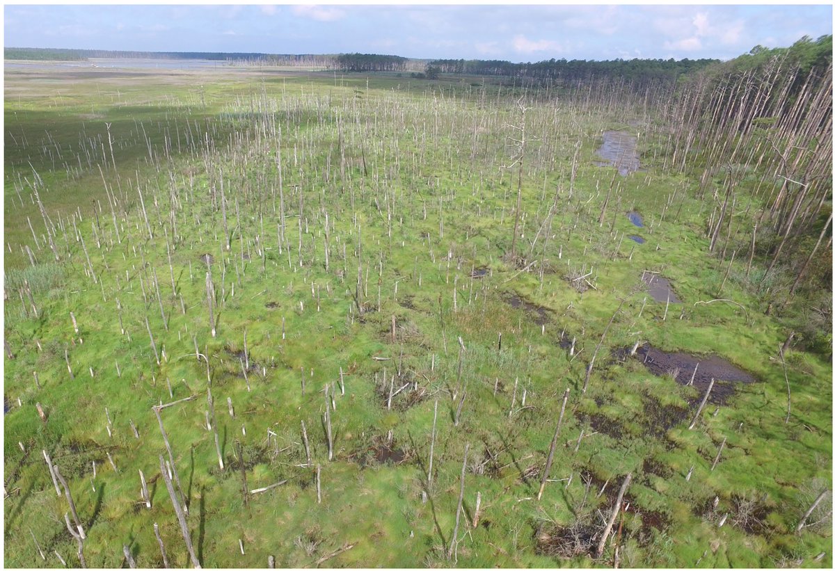 A recent news feature from PNAS highlights our group's research on ghost forest expansion in the Delmarva- check it out! 
pnas.org/doi/epdf/10.10…