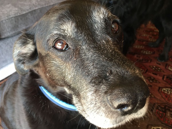 Look into these eyes... This gorgeous face belongs to Pepsi, who, together with her brother Max, needs a home for their retirement years. For more oldies in need of their happy-ever-after: bit.ly/3EM8vZp