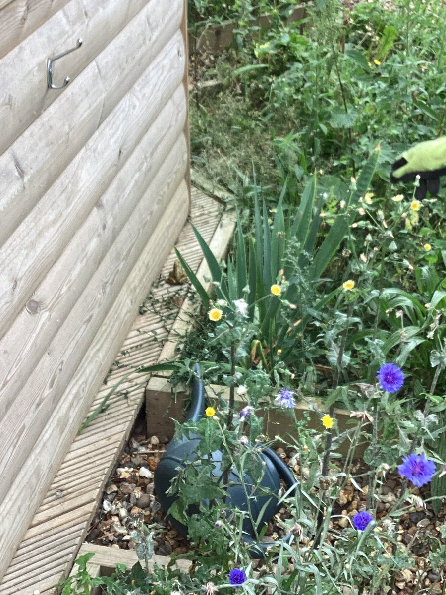 _MrsTilley's tweet photo. Lots of excitement in the outdoor classroom at the sight of six frogs! 🐸🍃 it lead to a wonderful discussion about habitats and living things 🌱 https://t.co/Zf0YRfdr4S
