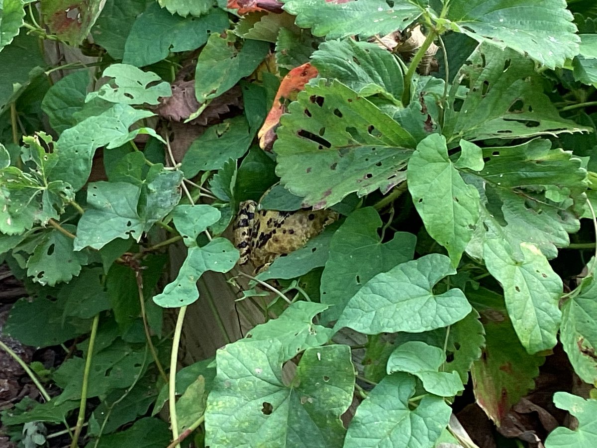 _MrsTilley's tweet photo. Lots of excitement in the outdoor classroom at the sight of six frogs! 🐸🍃 it lead to a wonderful discussion about habitats and living things 🌱 https://t.co/Zf0YRfdr4S
