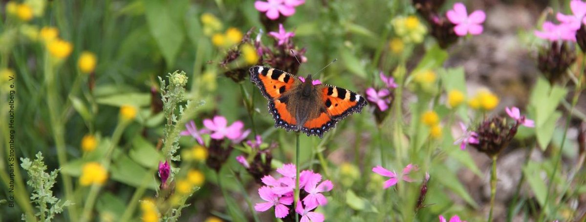dvs_land's tweet photo. 🦋Mehr #Biodiversität im #Offenland🌿
Online-Event der Akademie #LändlicherRaum (#ALR) BW am 9.11.
Im Fokus: Projekte des "Sonderprogramms zur Stärkung der biologischen Vielfalt" zu Biodiversität ...
👉im Ackerbau
👉im Grünland
👉auf Verkehrsflächen
ℹ️https://t.co/TiSG0Wq20d https://t.co/tOAi0mhNg1