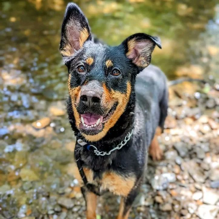AdoptionsUk's tweet photo. Please retweet to help Bonnie find a home #CARMARTHENSHIRE #WALES  
Loyal and loving #GermanShepherd x #Rottweiler aged 3. 
An unclaimed stray, she can live with children aged 12+ as the only pet. She has had a bad start in life, please share.  
DETAILS or APPLY👇 https://t.co/SSYTlzEJtf
#dogs #Cardiff #Swansea #Pembroke #Tenby #StDavids #Brecon