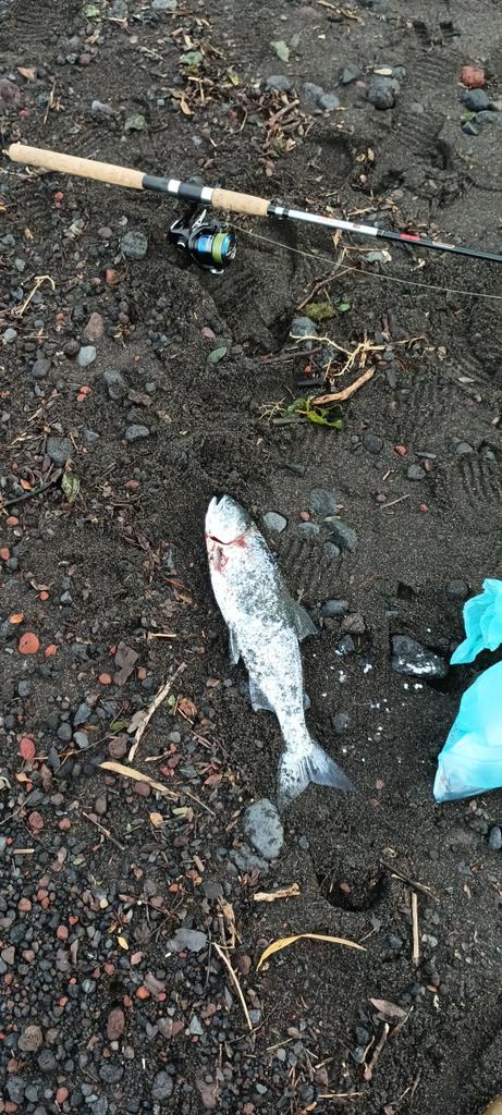 Ernesto Ortiz tweet media