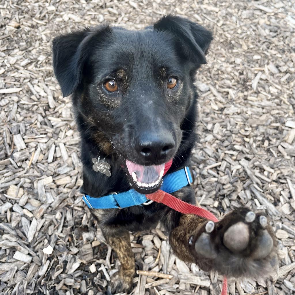 lostdogrescue's tweet photo. 🐾 Meet Ranger Red! 🐶 Energetic, loving, and ready for a forever home. This pup is social with other dogs and eager to learn new tricks. His playful jumps are full of love! 💕
Click on the link for more info!
https://t.co/m082QUlSxL
#AdoptDontShop #RangerRed #FurryFriends https://t.co/lNDDVSM61R