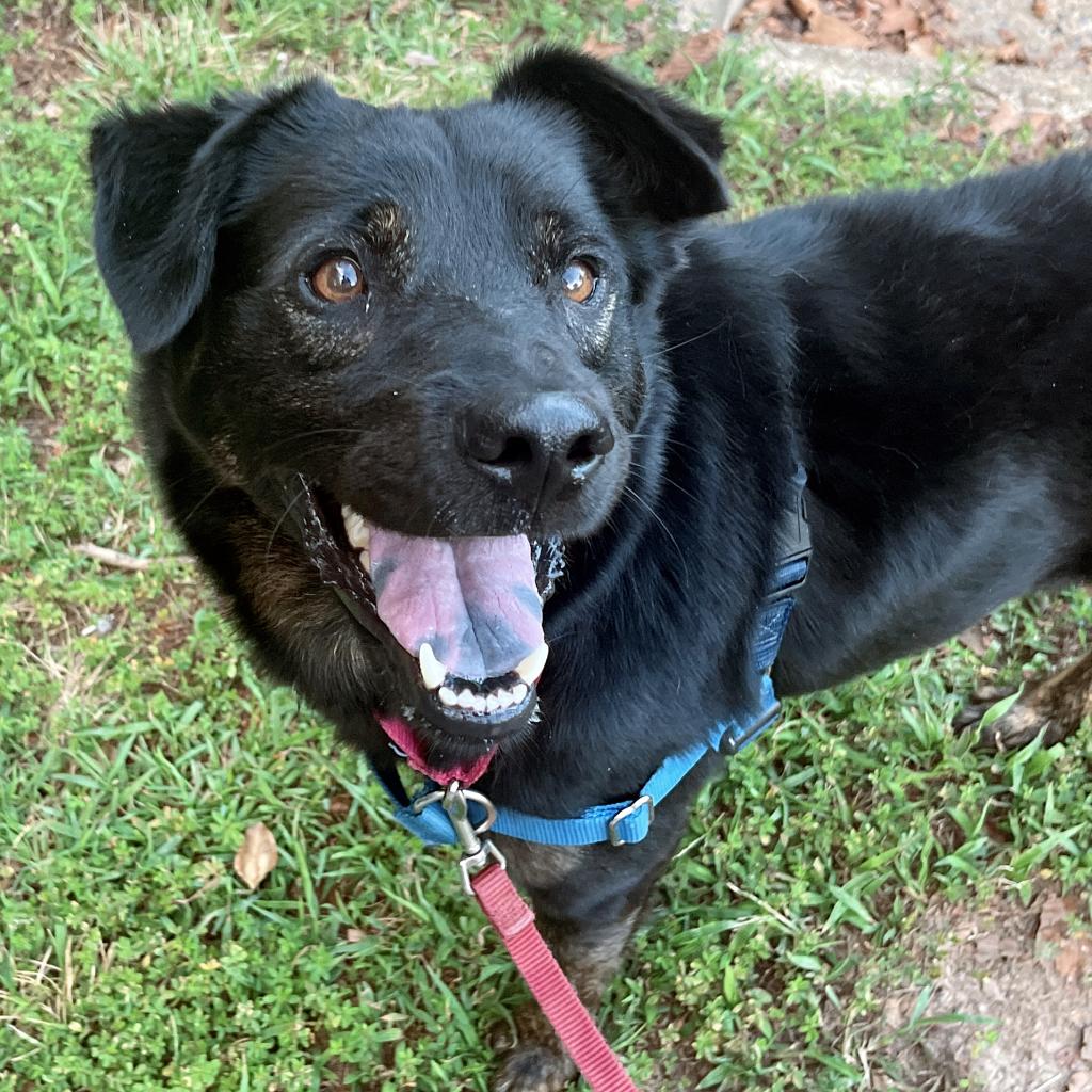 lostdogrescue's tweet photo. 🐾 Meet Ranger Red! 🐶 Energetic, loving, and ready for a forever home. This pup is social with other dogs and eager to learn new tricks. His playful jumps are full of love! 💕
Click on the link for more info!
https://t.co/m082QUlSxL
#AdoptDontShop #RangerRed #FurryFriends https://t.co/lNDDVSM61R