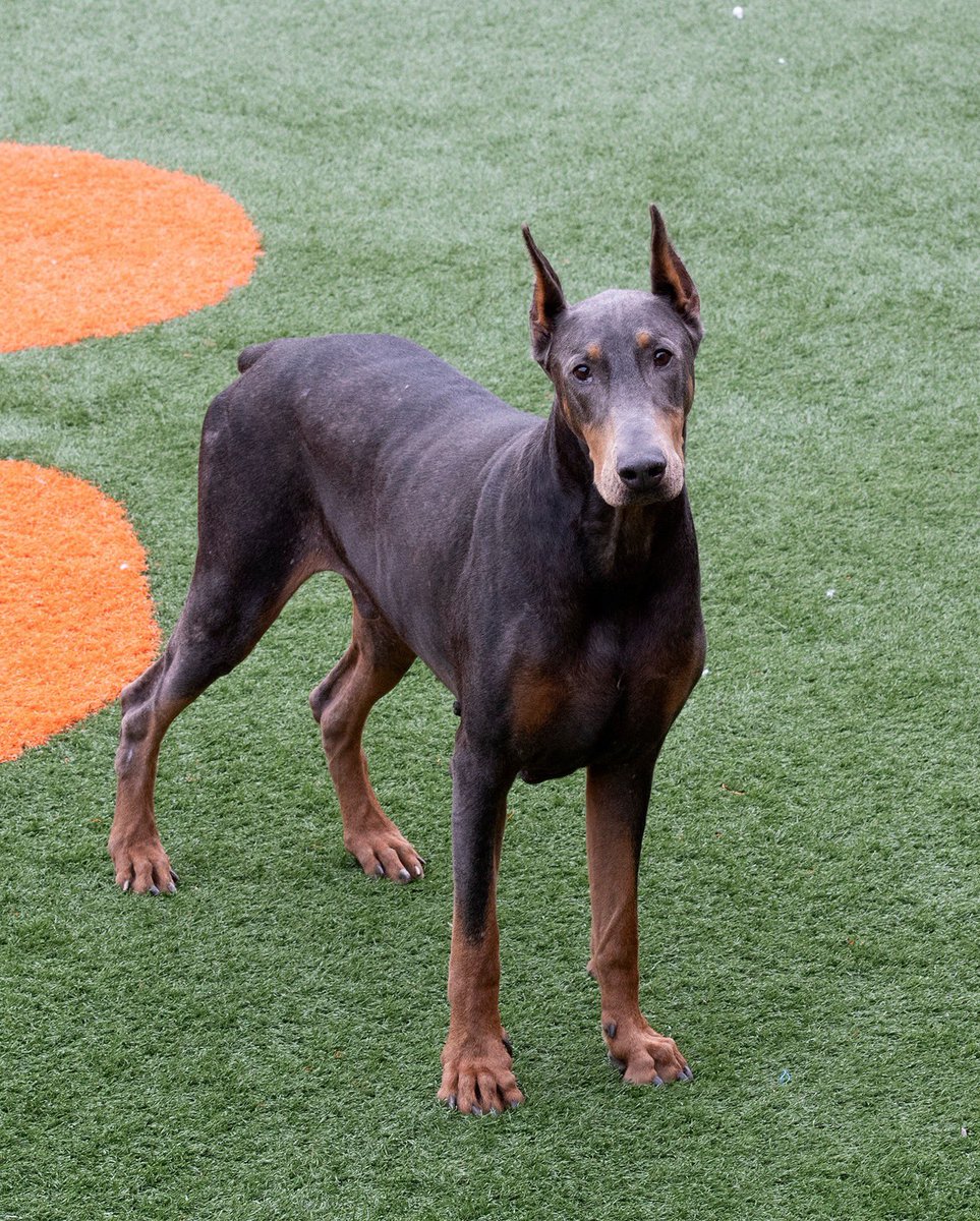 Stray Rescue tweet media