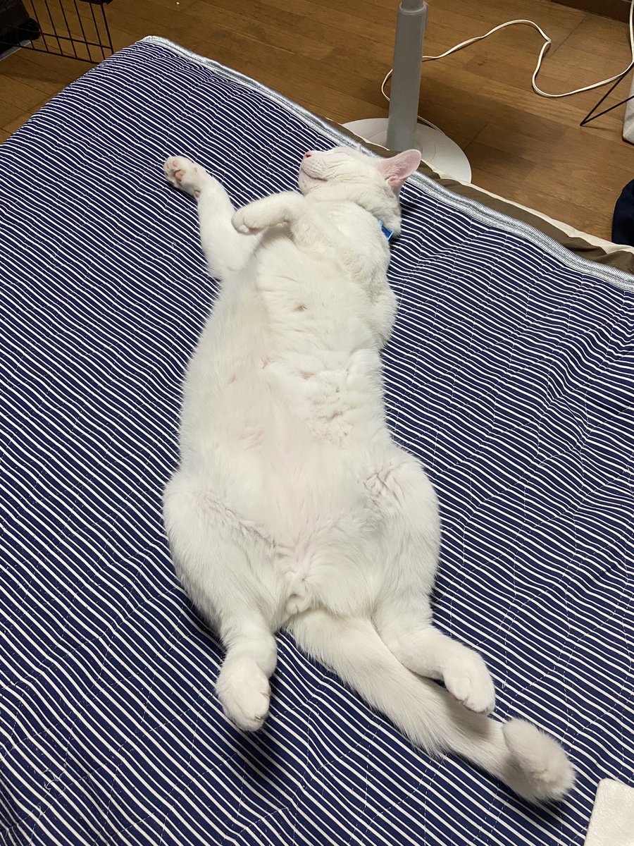 お昼寝テトくん