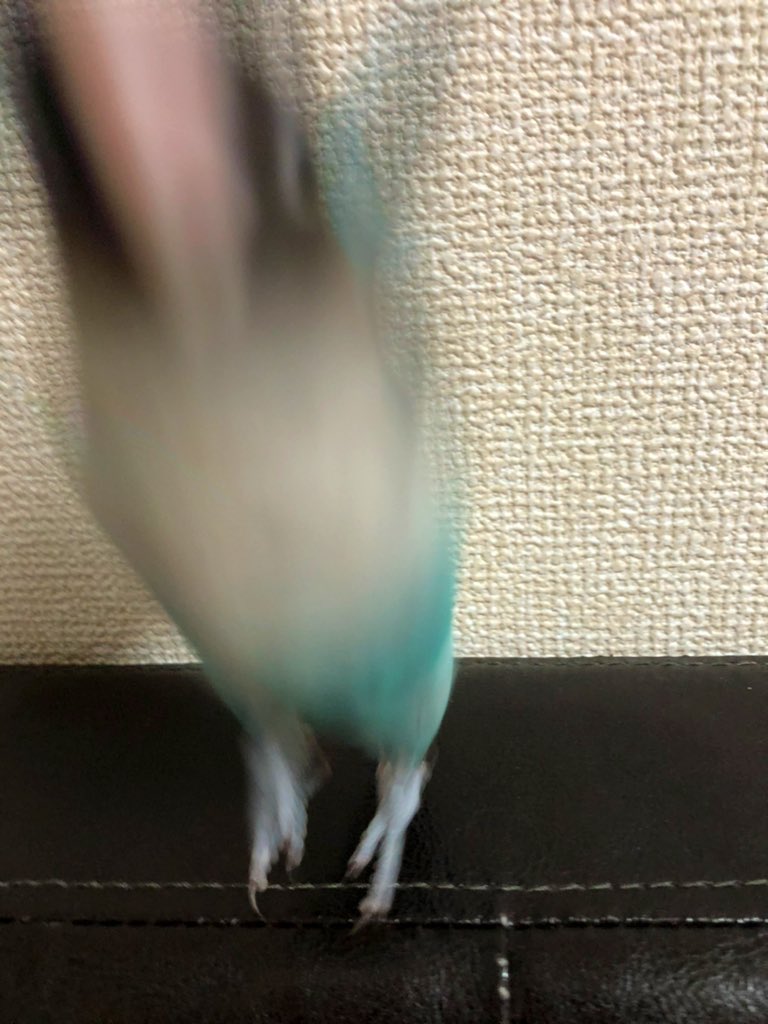 sanden419's tweet photo. #部屋にかわいい鳥がおちてました https://t.co/Pnv7eGvw9I