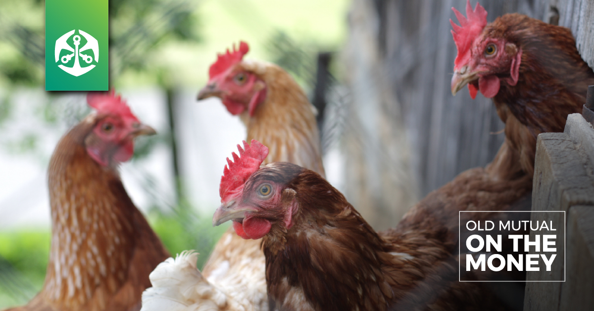OldMutualSZ's tweet photo. Why not start that chicken breeding business for extra cash? This way, you can cover those overlapping home expenses.

Stay On The Money always. Start today!

#oldmutual
#dogreatthings
#onthemoney
#investing https://t.co/NAKSRmK0wt