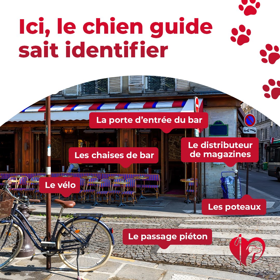 Les #ChiensGuides sont une aide précieuse pour la #Mobilité et l'#Autonomie de leurs bénéficiaires. Ils sont capables, entre autres de :
➡️ Sécuriser les trajets
➡️ Identifier et contourner les dangers
Pour en savoir plus : chiensguides.fr/actualites/chi…