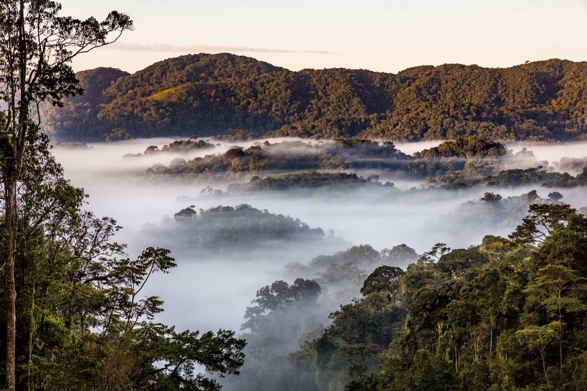 AfricanParks's tweet image. We’re proud to announce that both @OdzalaKokoua in the Congo Basin and @NyungwePark in Rwanda have been declared @UNESCO World Heritage Sites.