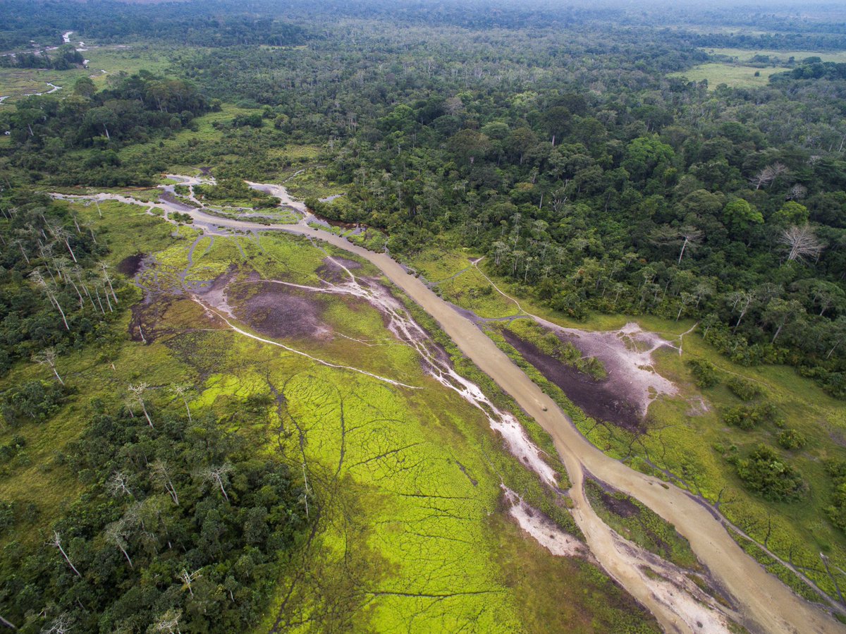 AfricanParks's tweet image. We’re proud to announce that both @OdzalaKokoua in the Congo Basin and @NyungwePark in Rwanda have been declared @UNESCO World Heritage Sites.
