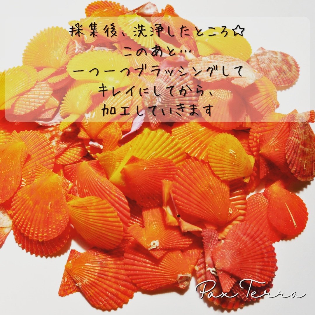 PaxTerra8's tweet photo. 採集した貝殻は、小さくてもしっかりと海の中で逞しく生きてきた証がついています。

一つ一つ丁寧にブラッシングしていくことで、艶が出て✨
キラキラして、まるで本当に海の宝石のようです。
見ているだけで幸せな気持ちに♡

#ヒオウギ貝 
#貝殻
#貝殻アクセサリー
#貝殻ピアス https://t.co/dlfkbZu9Og