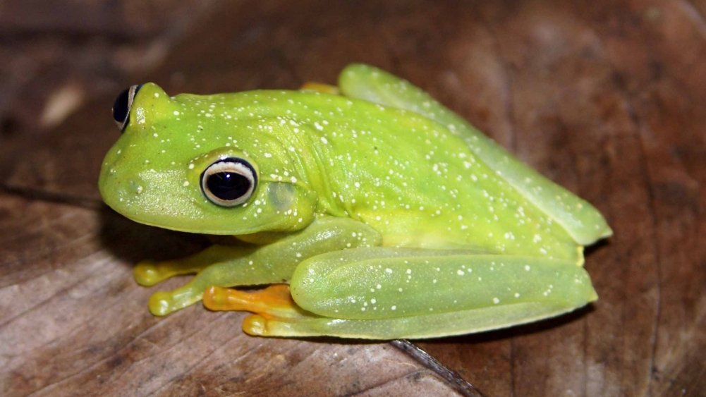 AgenciaFAPESP's tweet photo. #bolsasFAPESP Projeto Temático “Da história natural à #conservação dos #anfíbios brasileiros” seleciona candidatos para vaga de pós-doutorado. Atividades no Laboratório de História Natural de Anfíbios Brasileiros @LaHNAB_UNICAMP, em Campinas. https://t.co/TOJbzbETtw https://t.co/fe0YiBSXky
