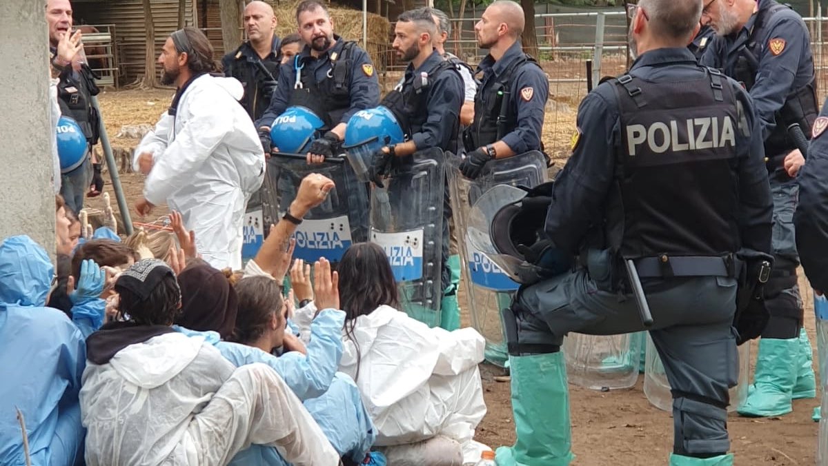 L’INFERNO DEGLI ANIMALI

Questa mattina, all’alba, agenti di polizia e operatori dell’ATS di Pavia hanno fatto irruzione nel rifugio “Cuori Liberi” di Sairano e hanno ucciso tutti i dieci maiali presenti (salvati da allevamenti o contesti di maltrattamenti), sia quelli contagiati